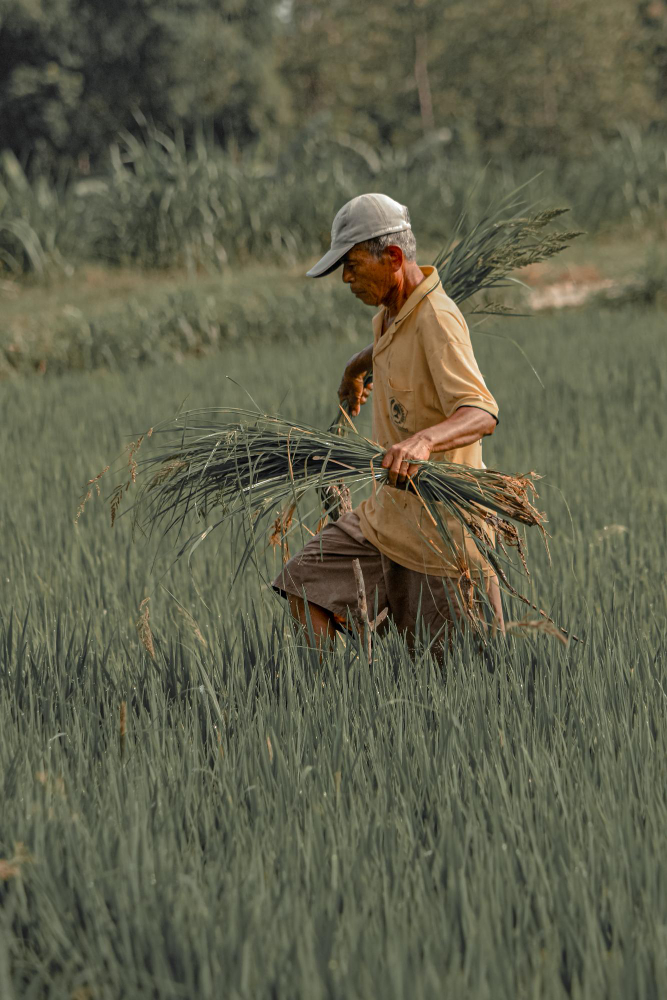 agricultor